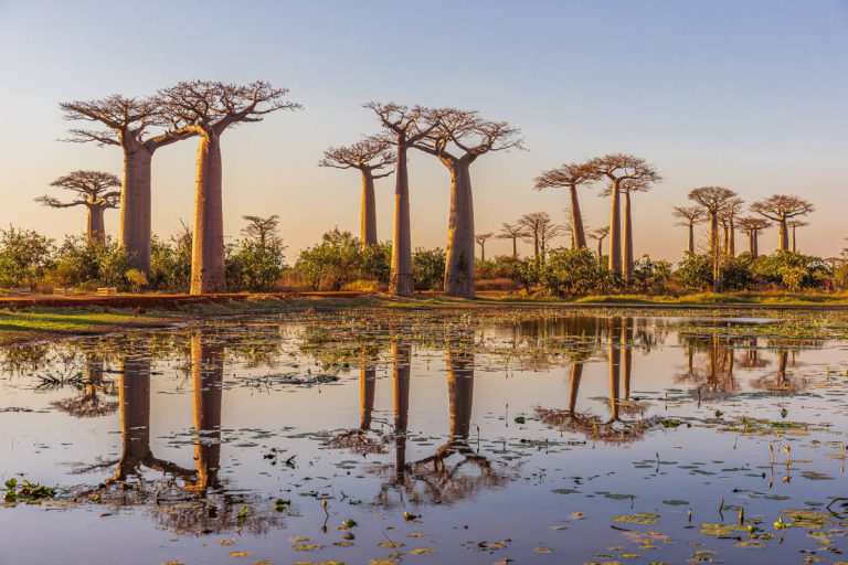À la découverte de l’allée des baobabs à Madagascar