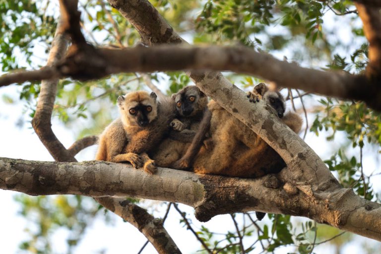 Que faire à Morondava sur l’île de Madagascar